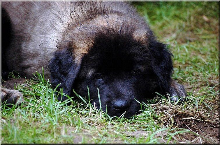 leonberger 016.jpg